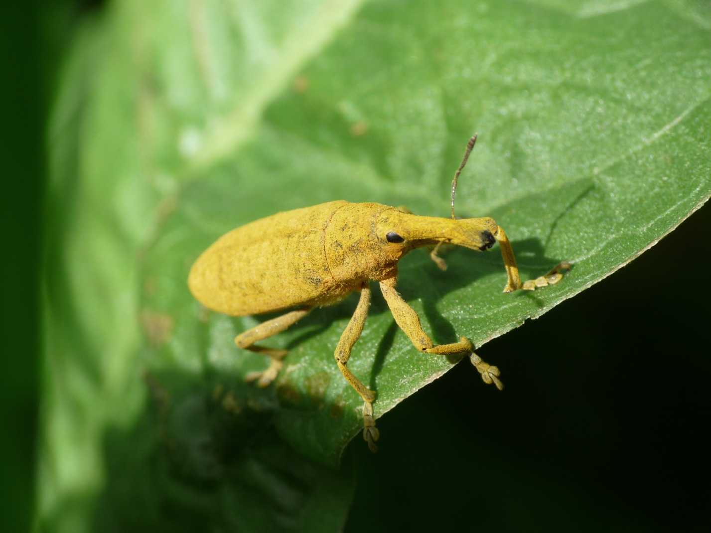 Lixus pulverulentus